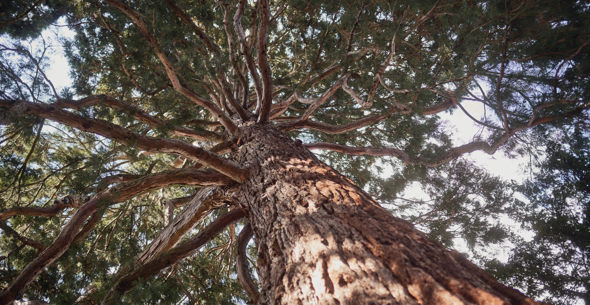 Ein Baum mit vielen Ästen.