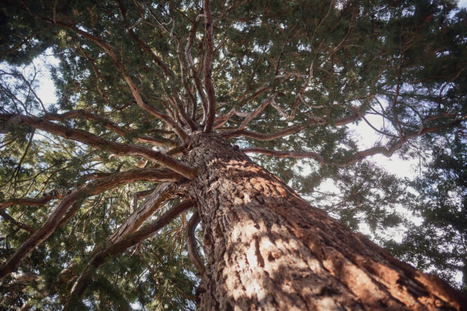 Ein Baum mit vielen Ästen.