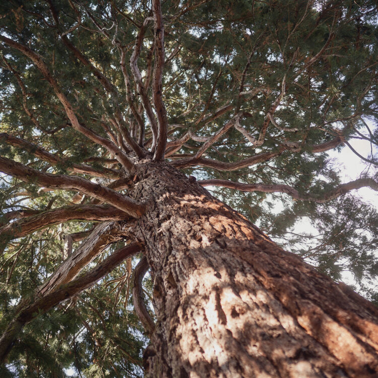 Ein Baum mit vielen Ästen.