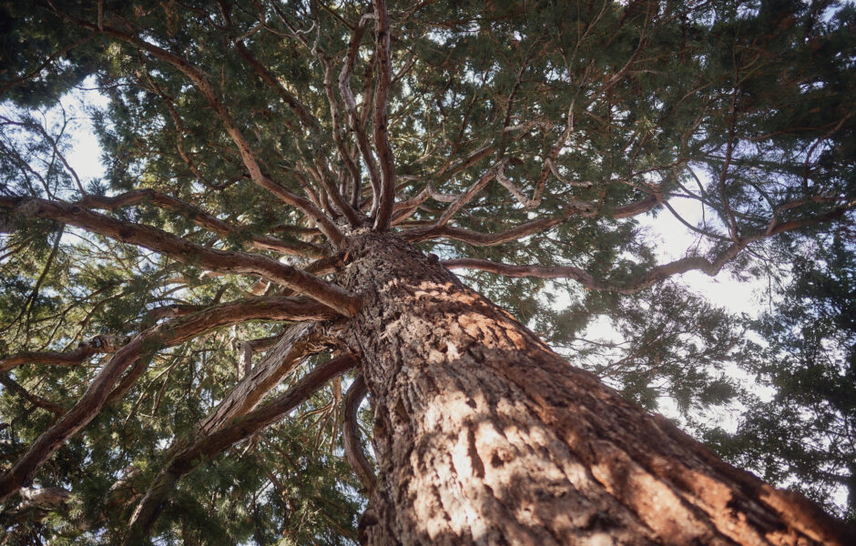 Ein Baum mit vielen Ästen.